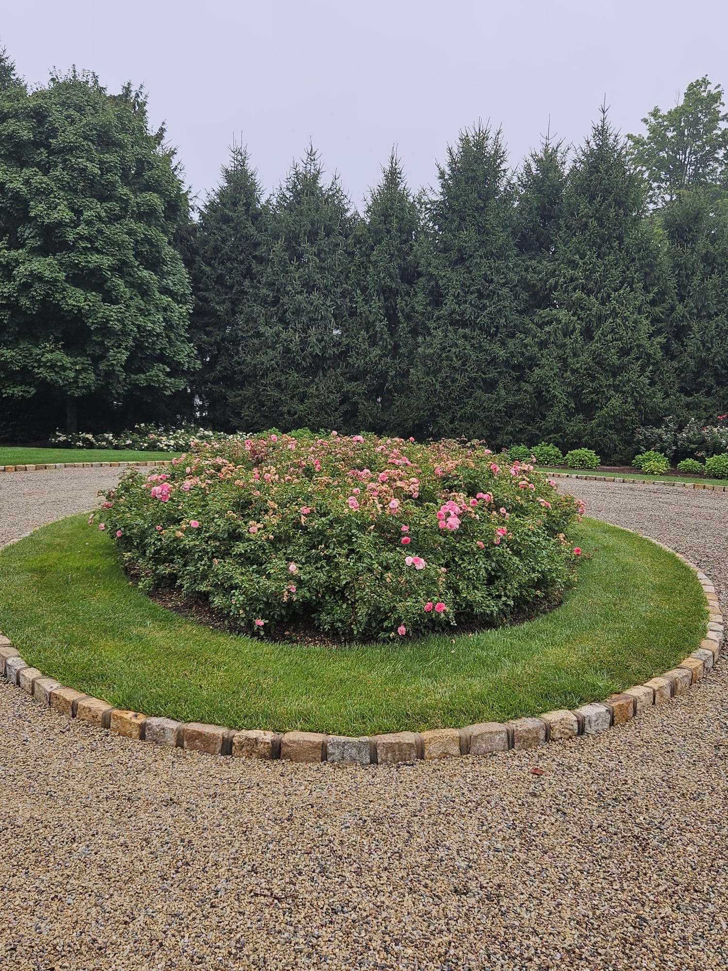 Established drift rose mound in full bloom on a circle island backed by mature spruce trees