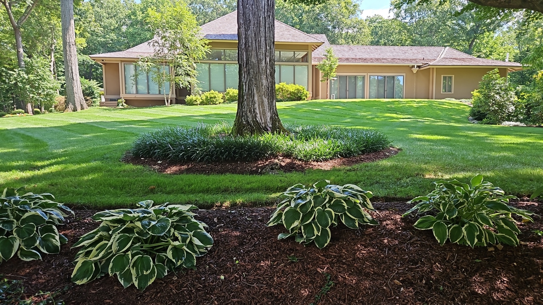 Striped estate lawn in Bernardsville, New Jersey with a mulched liriope tree ring and variegated hosta beds in front of a contemporary home