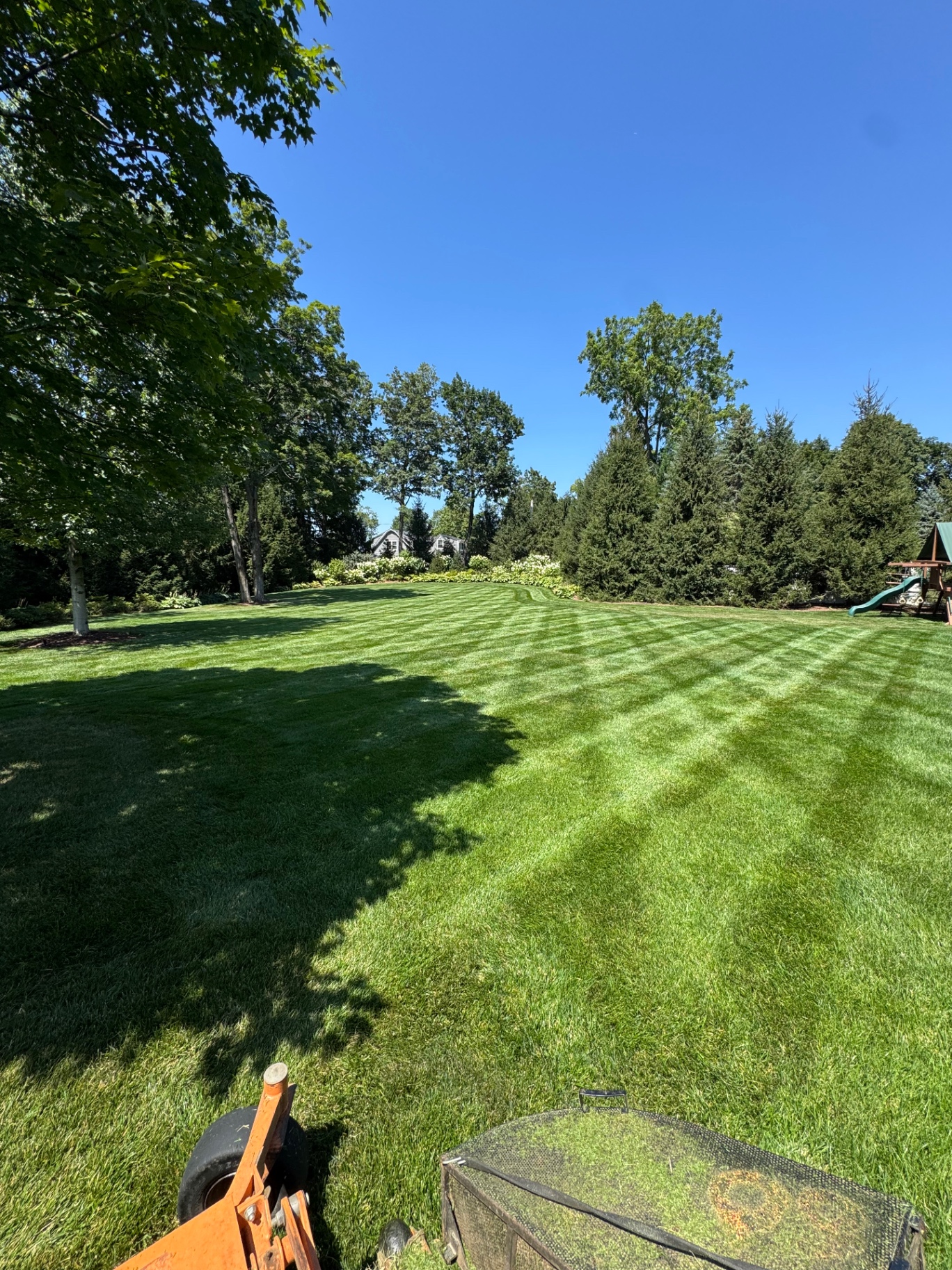 Large striped rear lawn bordered by evergreens and flowering shrubs on a sunny day