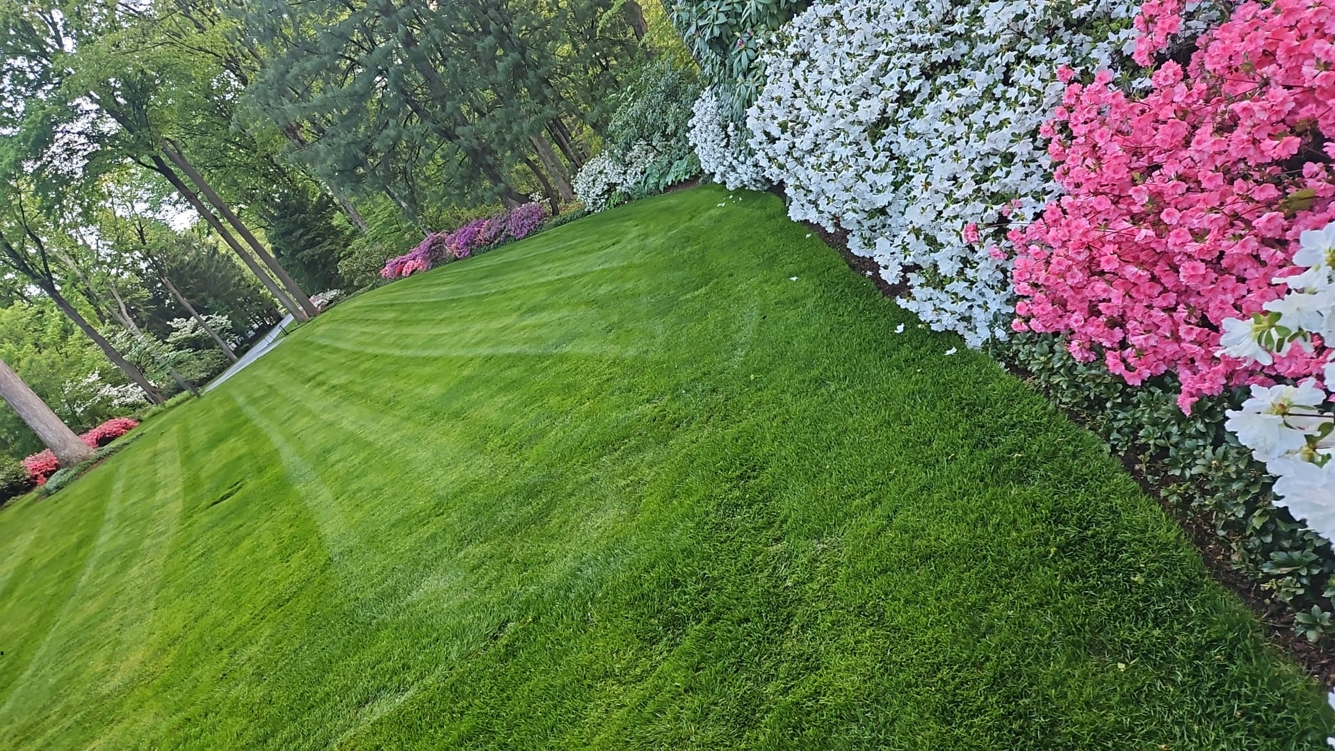 Freshly mowed sloping lawn with mowing stripes beside white and pink azalea plantings in Far Hills, NJ