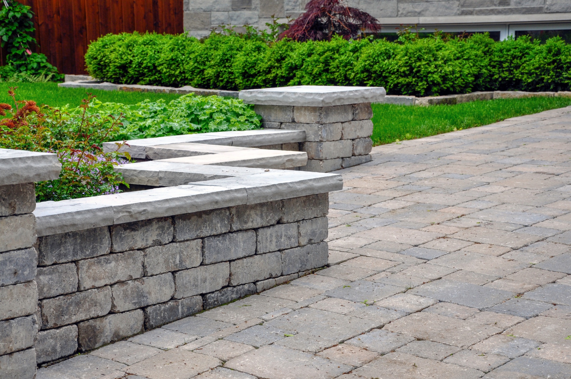 Paver walkway with a stone sitting wall, bluestone caps, and clipped boxwood plantings
