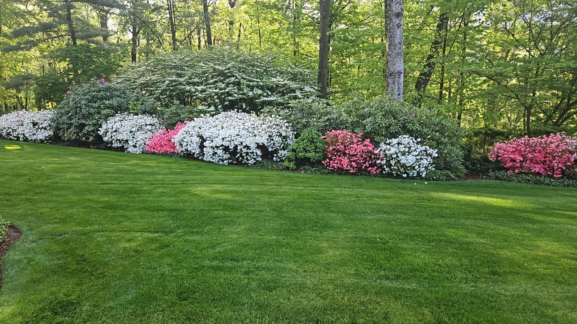 Layered border of white and pink azaleas and rhododendrons above a freshly mowed lawn in Far Hills, NJ