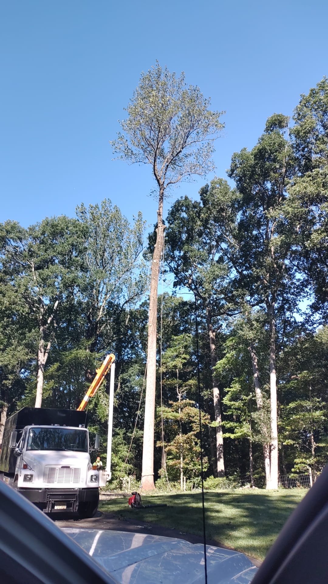 Bucket truck and rigging used to carefully cut down a tall tree beside a maintained lawn in New Jersey