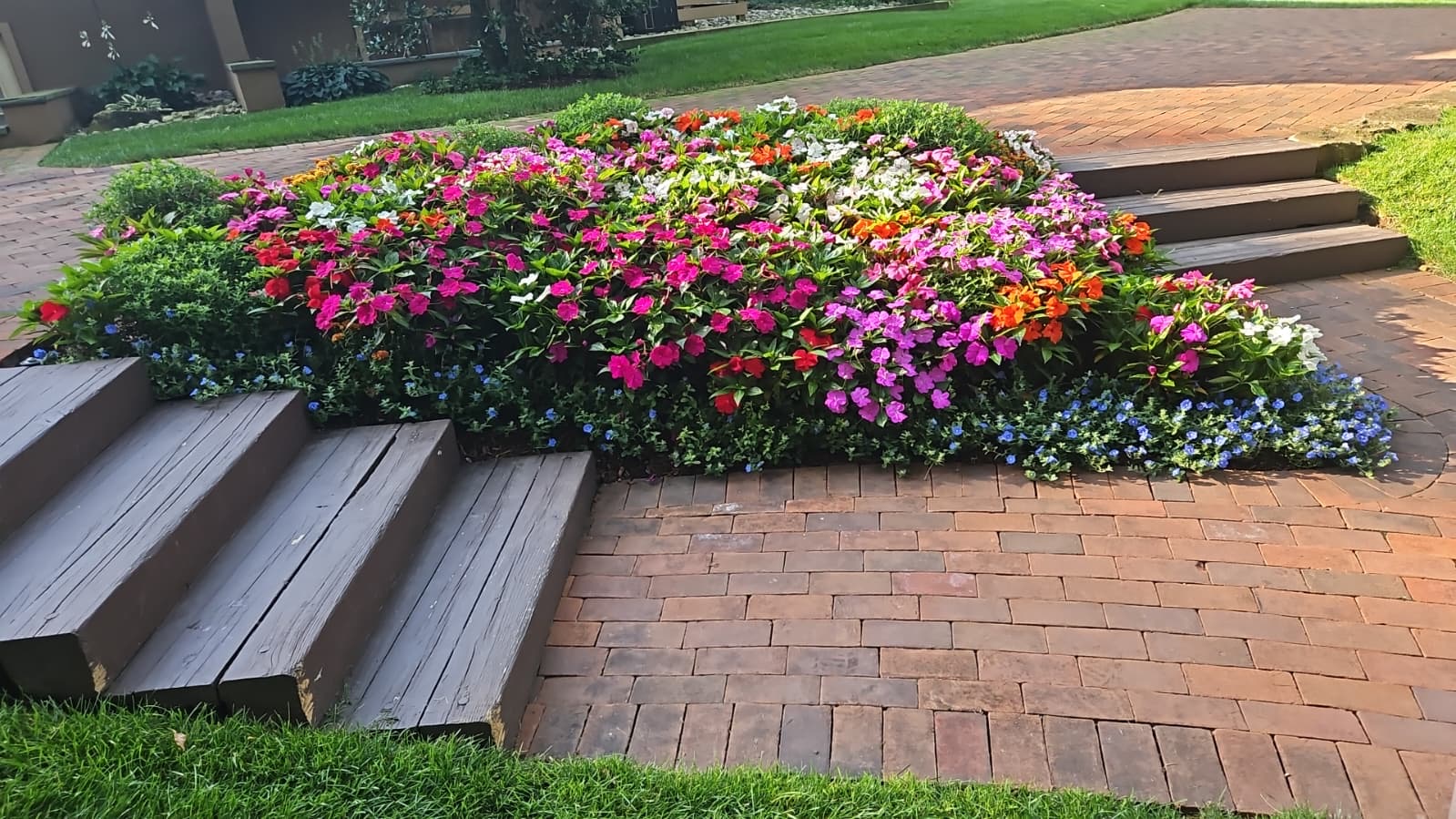 Dense border of impatiens and blue lobelia edging brick paving beside timber garden steps