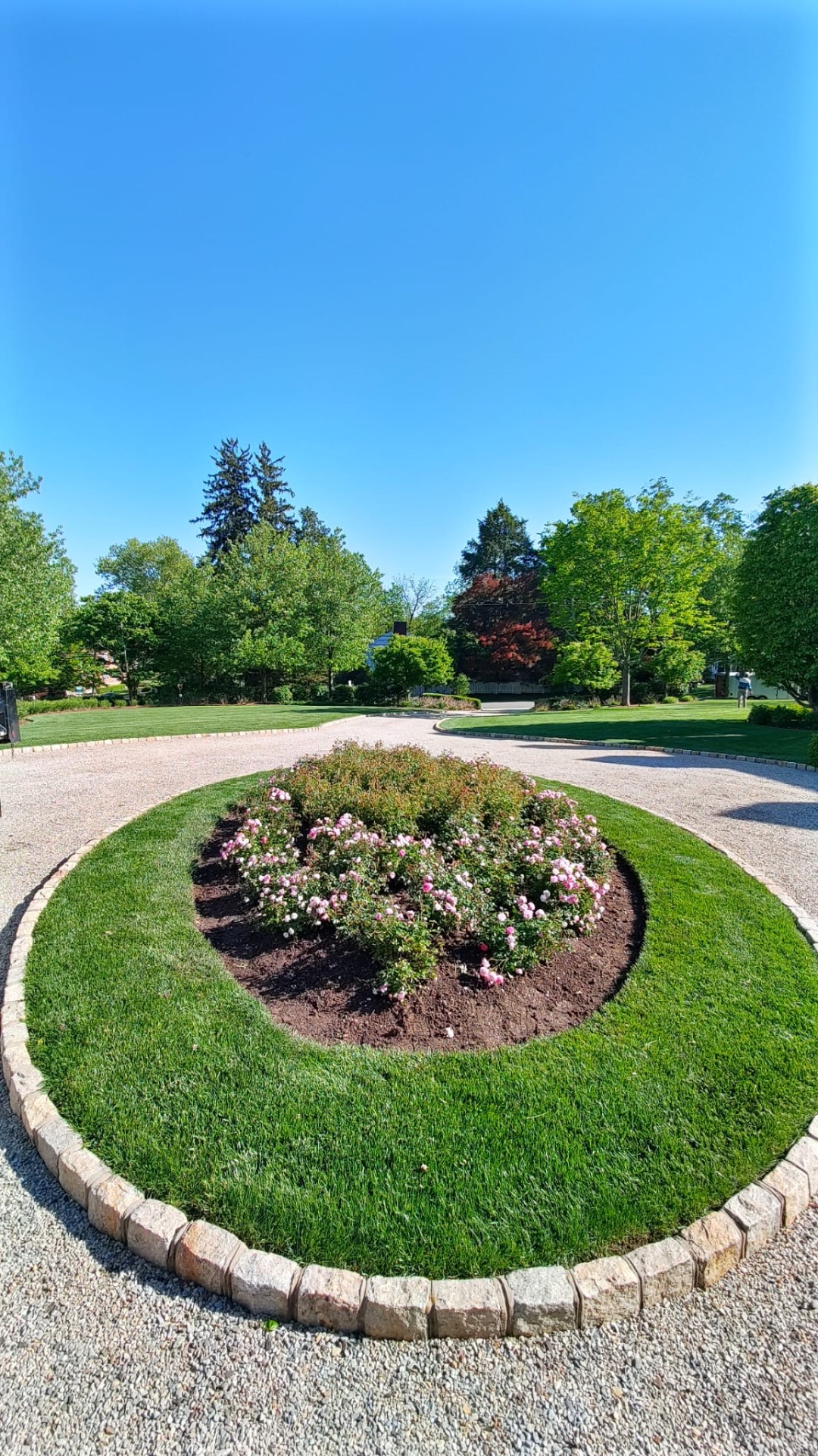 Newly planted drift rose bed surrounded by fresh sod inside cobblestone edging under a blue sky