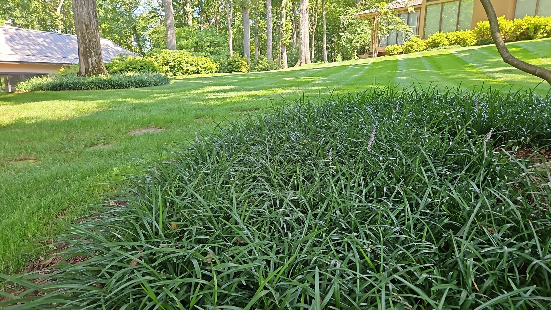 Lush liriope groundcover border edging a freshly striped lawn on a wooded Bernardsville, New Jersey property