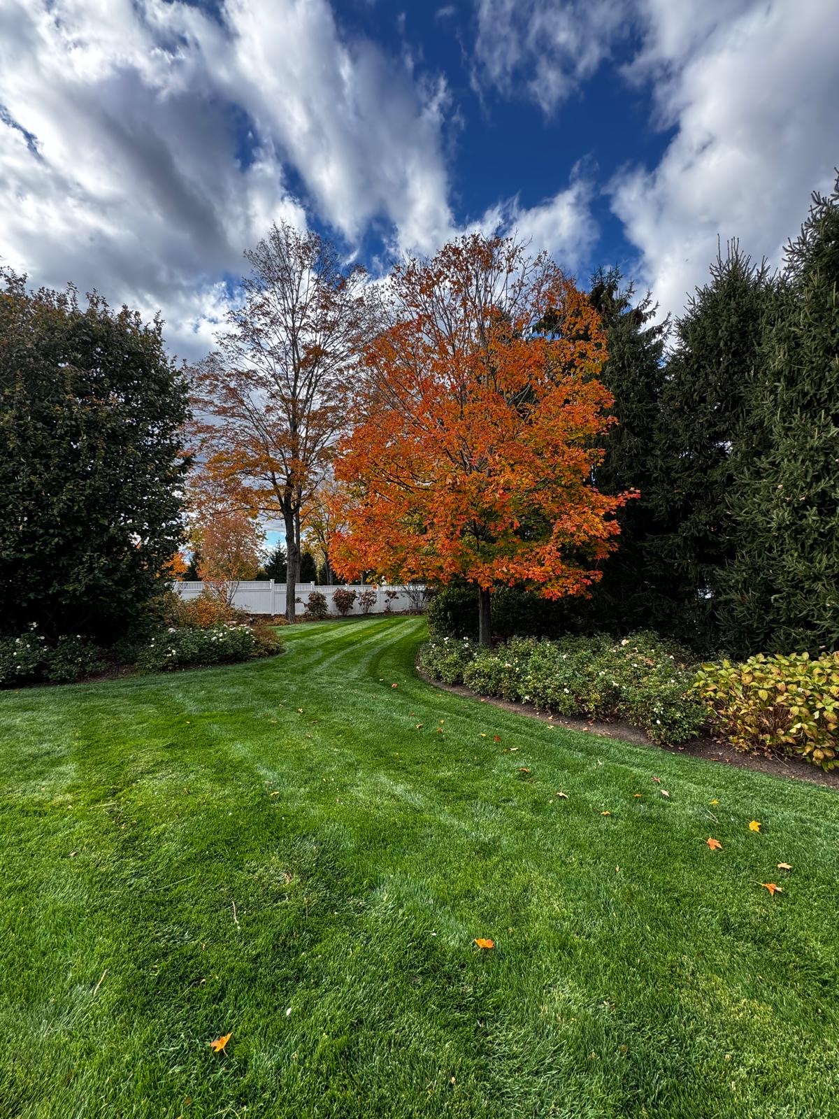 Freshly mowed lawn curving past rose beds beneath a maple in full autumn color