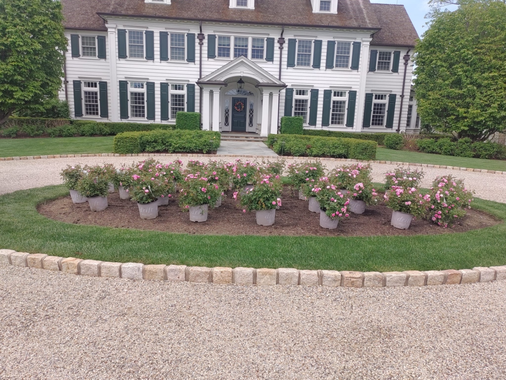 Potted drift roses laid out on a mulched circle bed in front of a white colonial home before planting