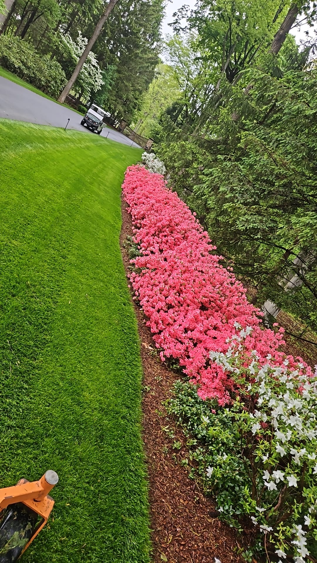 Mower cutting a crisp lawn edge beside a long mulched bed of pink azaleas in Far Hills, New Jersey