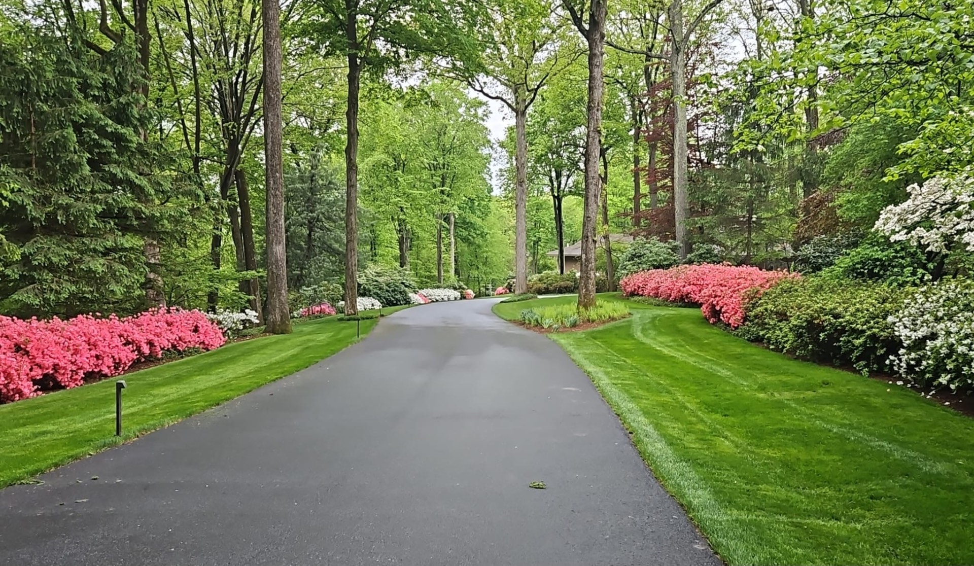 Winding driveway in Far Hills, New Jersey lined with mowed lawn edges and blooming pink and white azaleas
